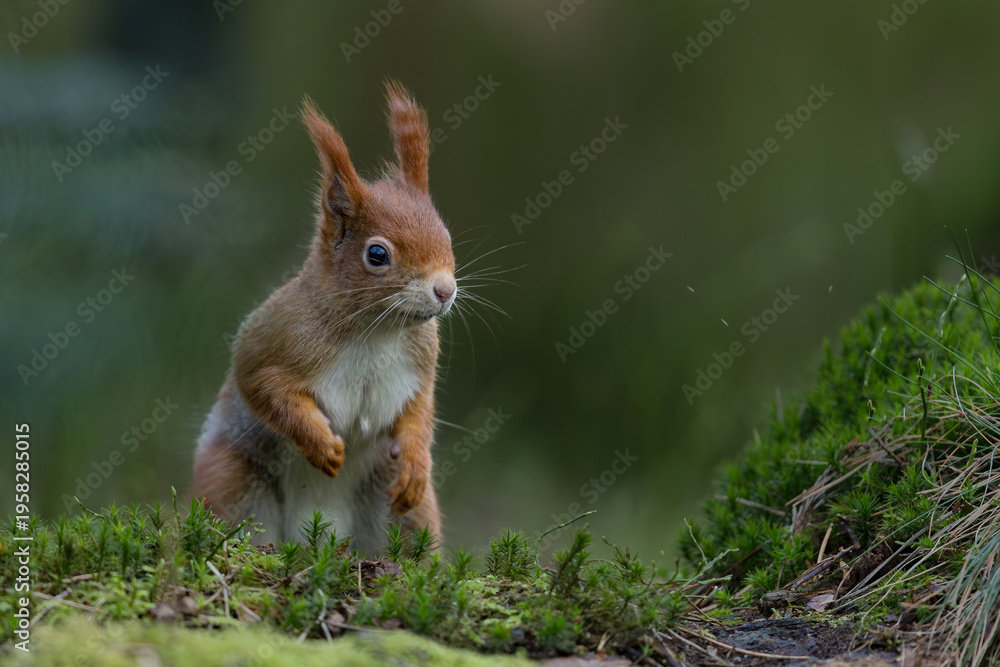 Fototapeta premium Red Squirrel in a forest a cute little rodent.