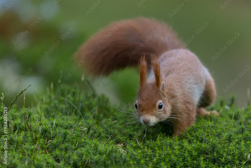Fototapeta premium Red Squirrel in a forest a cute little rodent.