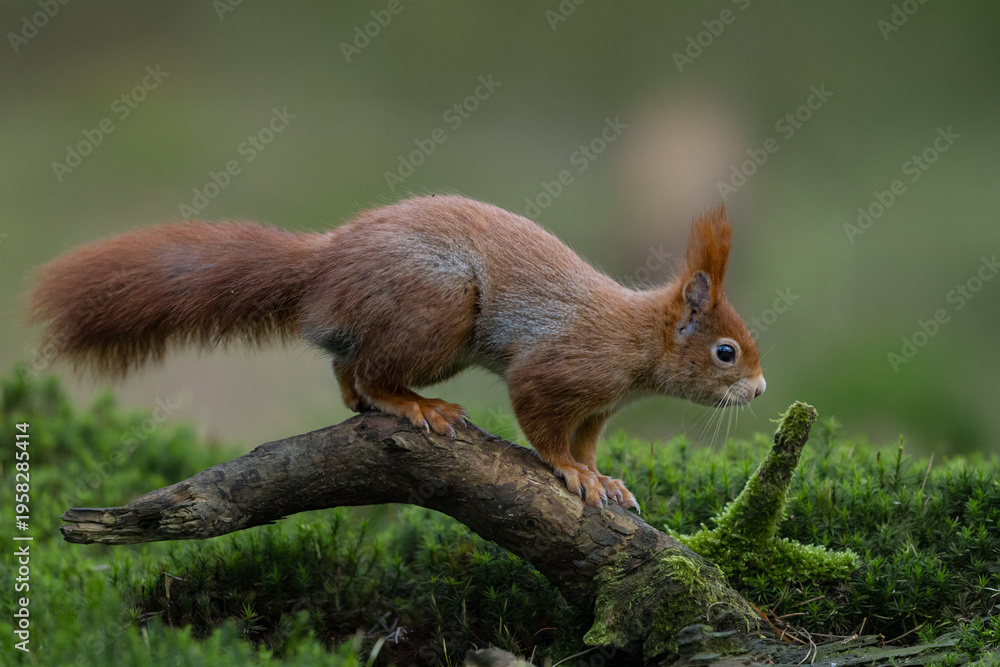 Fototapeta premium Red Squirrel in a forest a cute little rodent.