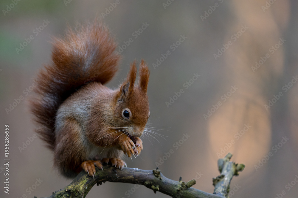 Obraz premium Red Squirrel in a forest a cute little rodent.