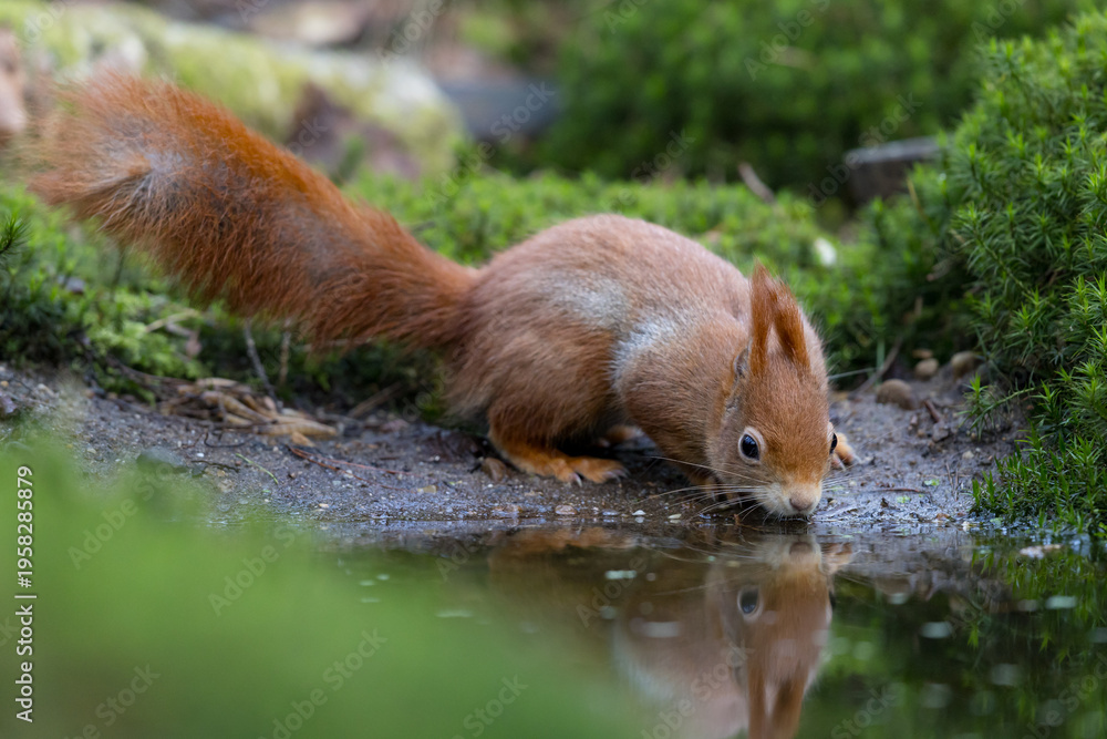 Fototapeta premium Red Squirrel in a forest a cute little rodent.