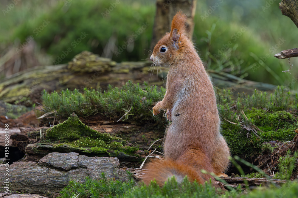 Fototapeta premium Red Squirrel in a forest a cute little rodent.