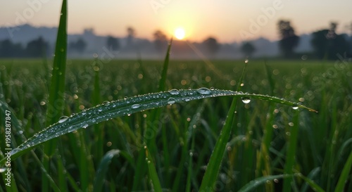 Dew-Kissed Blade: Sunrise Reflections in a Verdant Rice Field