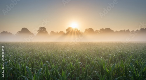 Dew-kissed Cornfield at Sunrise, Misty Morning Radiance