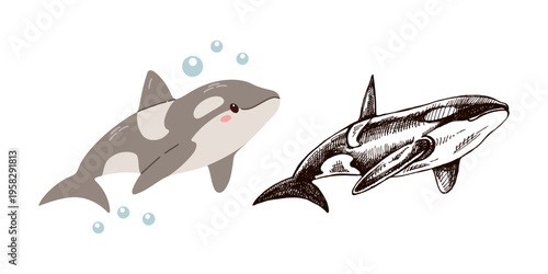 Cute hand drawn marine orca whale in flat and vintage line style ocean aquatic animal vector illustration underwater