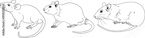 Hand drawn illustration set in a dark plague doctor theme, medieval medicine, anatomy, and occult aesthetics. Vintage line style, black and white line art, suitable for gothic, historical, and dark fa