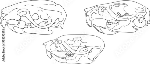 Hand drawn illustration set in a dark plague doctor theme, medieval medicine, anatomy, and occult aesthetics. Vintage line style, black and white line art, suitable for gothic, historical, and dark fa