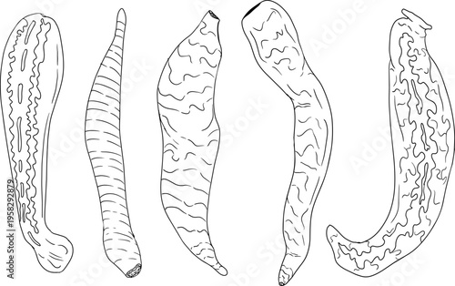 Hand drawn illustration set in a dark plague doctor theme, medieval medicine, anatomy, and occult aesthetics. Vintage line style, black and white line art, suitable for gothic, historical, and dark fa