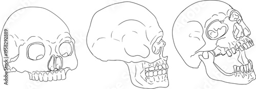 Hand drawn illustration set in a dark plague doctor theme, medieval medicine, anatomy, and occult aesthetics. Vintage line style, black and white line art, suitable for gothic, historical, and dark fa