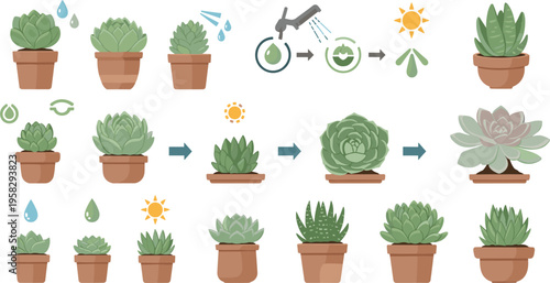 Succulent plant growth stages set with watering, sunlight and care process, potted cactus and succulent collection for gardening and home decor vector illustration