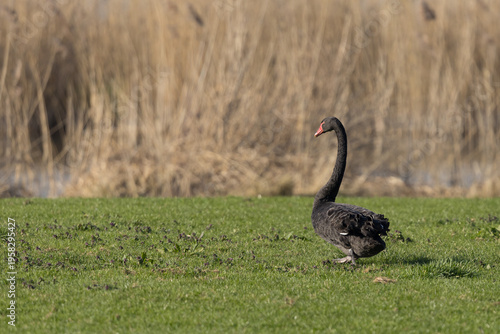 A black swan