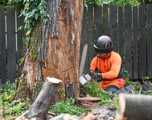 Arborist Cutting Tree Trunk with Chainsaw