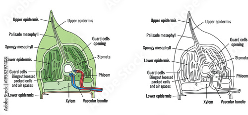 Internal Structure of Plant Leaf Diagram with Labels Cross Section Anatomy Vector Illustration