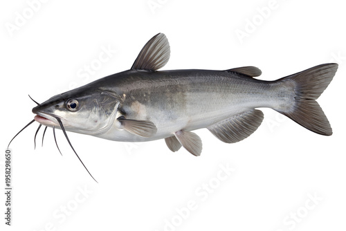 Freshwater catfish isolated on white background, detailed fish anatomy close-up