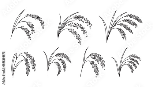 Set of rice ear stalks, agricultural plant, linear vector illustration on transparent background