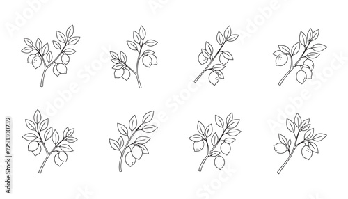 Eight detailed lemon branch vector illustrations, fresh citrus fruit with leaves, organic healthy food