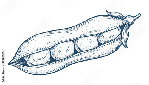 Green peas in pod hand drawn outline sketch botanical vector illustration isolated on transparent background