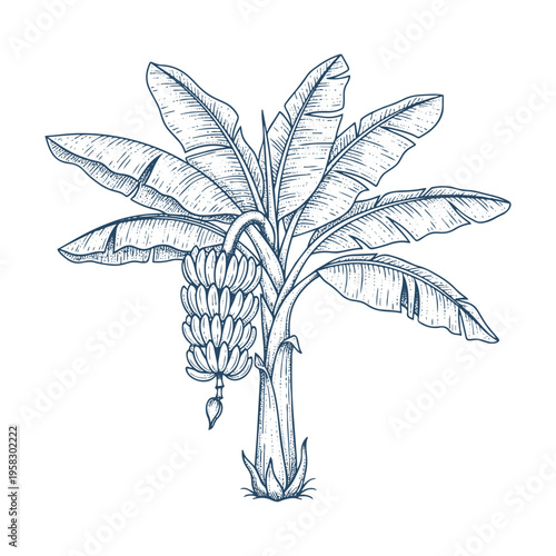 Banana palm tree with ripe fruit bunches hand drawn outline botanical vector illustration isolated background