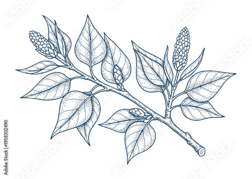 Lilac branch illustration vector, detailed drawing, botanical artwork, floral design