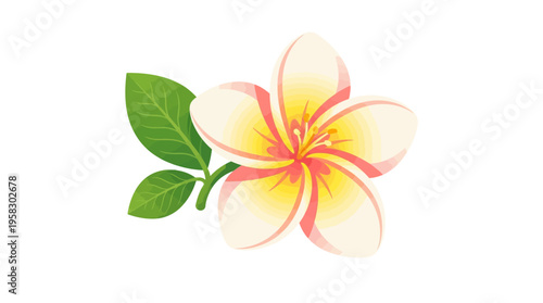 Beautiful Plumeria Flower with Green Leaves Isolated.