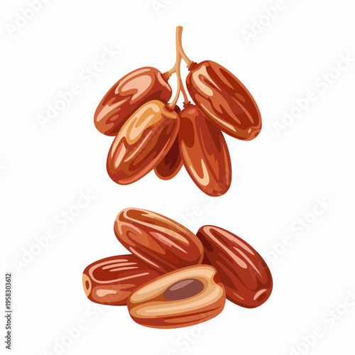 Fresh sweet organic dates fruit vector illustration with brown dried date cluster and pitted halved pieces showing pit seed isolated on white background for healthy food design advertising graphic men
