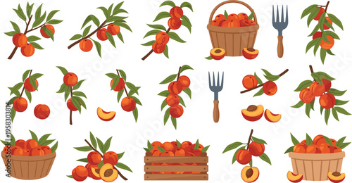 Peach harvest vector set with branches, baskets and crates of ripe fruit, fresh orchard collection with leaves and slices isolated on white background illustration