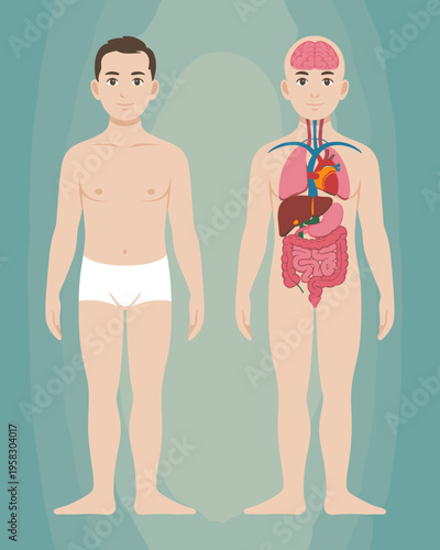 Educational poster showing anatomy of human body for kids children showing internal organs brain heart lungs liver stomach intestine vascular system biology healthcare study classroom vector illustrat