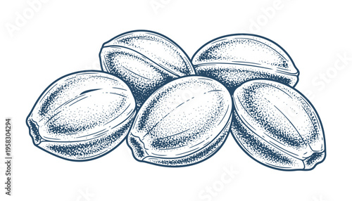 Coriander seeds group vector illustration isolated on transparent background hand drawn spice sketch