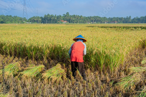 Obraz na płótnie Traditional rice harvest in Indonesia featuring farmers in conical hats cutting