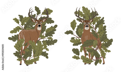 Noble white-tailed stags with antlers in oak leaves foliage, realistic buck deer forest animals among green oak branches isolated on white background for hunting and nature design