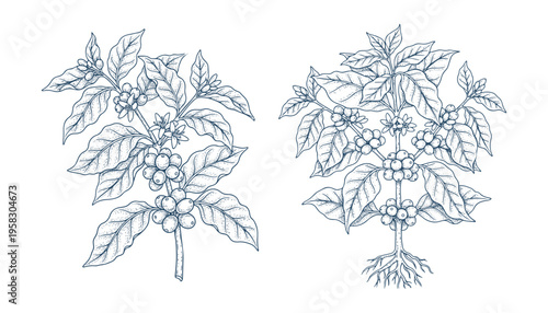 Coffee plant branches with berries illustration vector