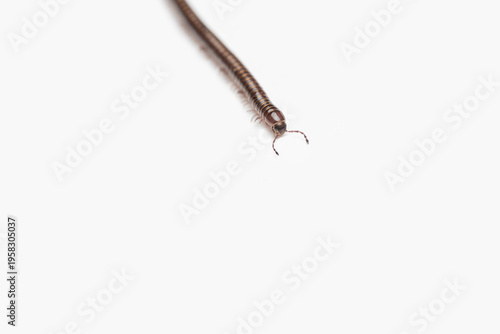 Millipede Closeup on a White Background