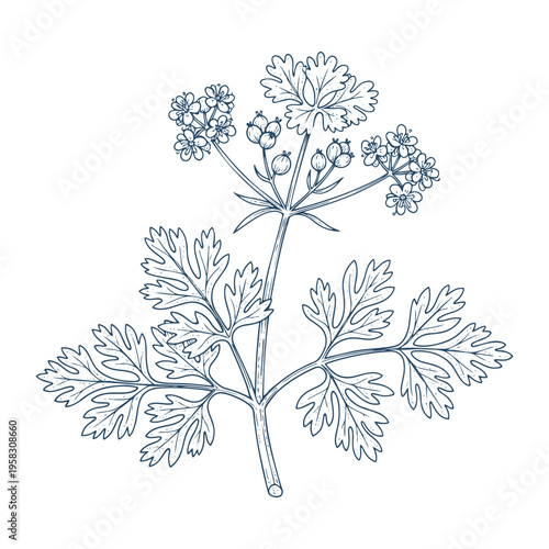 Coriander plant with leaves and seeds vector illustration botanical sketch on transparent background
