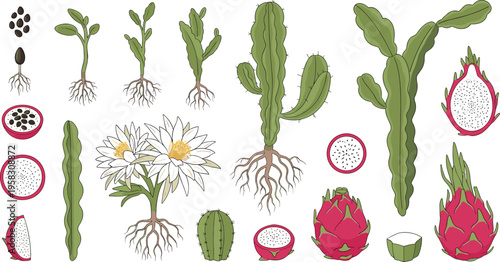 Dragon fruit cactus vector set with plant growth stages, roots, flowers and pitaya fruit slices, botanical illustration collection isolated on white background