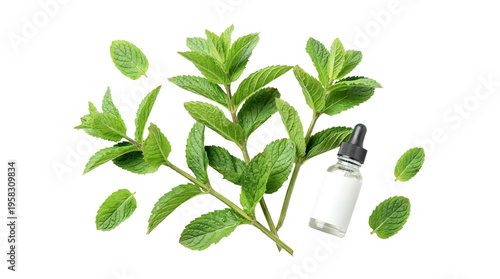 Fresh green mint sprigs and scattered leaves with a glass dropper bottle featuring a blank label isolated on transparent background. Concept of organic cosmetics, aromatherapy, and wellness