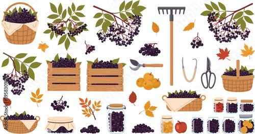 Elderberry harvest vector set with branches, baskets, jars and gardening tools, fresh berries and homemade products collection isolated on white background illustration