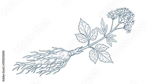 Valerian officinalis plant medicinal herb with root and blooming flowers isolated vector illustration
