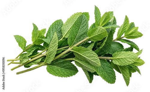 Bunch of fresh green mint sprigs with textured leaves isolated on transparent background . Side view of aromatic herbal plant for culinary and medicinal use, representing freshness and natural ecology