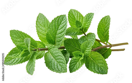  Two fresh green mint sprigs with textured, vibrant leaves  isolated on transparent background. Top view of aromatic herbal plant for culinary and medicinal use, representing freshness and vitality