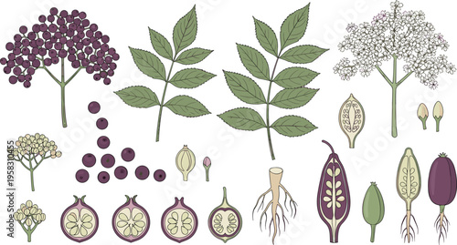 Elderberry plant botanical vector set with leaves, flowers, berries and roots, detailed herbal illustration collection isolated on white background