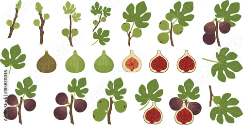 Fig tree vector set with leaves, branches and ripe fruits, whole and sliced figs botanical collection isolated on white background illustration