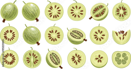 Gooseberry cross section vector set with whole and sliced green fruits, detailed seed patterns botanical collection isolated on white background illustration