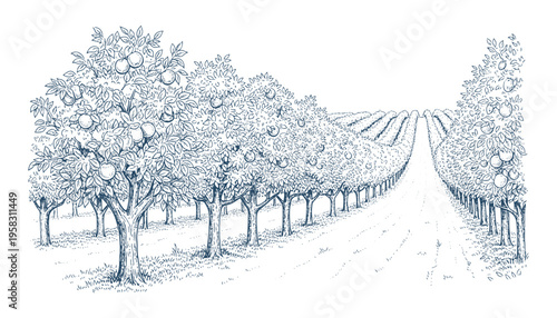 Orchard fruit trees row vector illustration in rural farm garden for agricultural landscape design