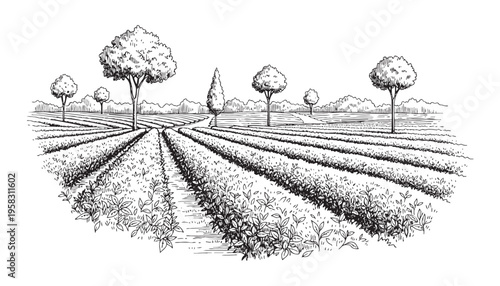 Rural landscape with rows of plants and trees, hand drawn sketch style vector illustration
