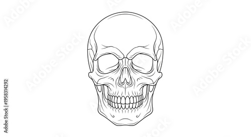 Detailed line art illustration of a human skull, front view, white background