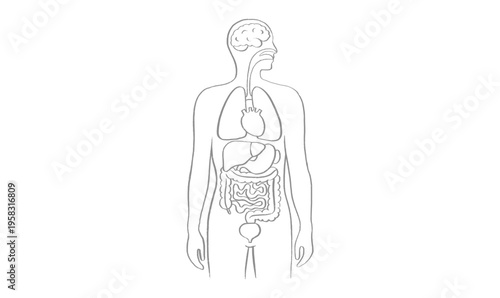 Internal Organs Sketch