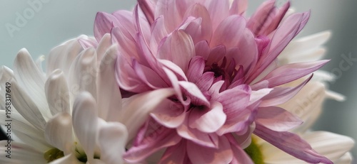 Billede på lærred White and pink chrysanthemum