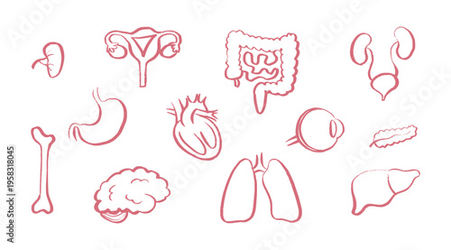Internal Organs Sketch