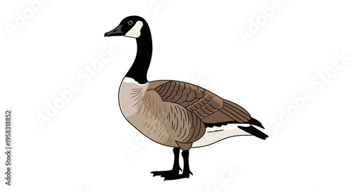 Illustration of a Canada Goose Standing Isolated on White Background