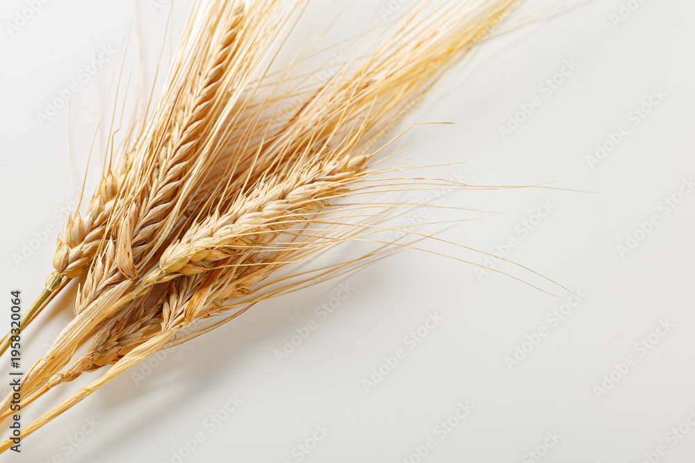 Obraz premium Wheat stalks placed on a light surface showing the details of the grains and their structure
